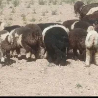 میش،بره، بره ریز، بز شیری
