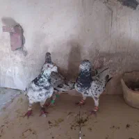 کبوتر سار سرور|پرنده|چناران, |دیوار