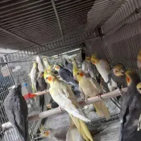 سهره مینا راهب|پرنده|خوی, |دیوار