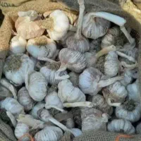 سیر|حراج|پارسآباد, |دیوار