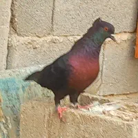 تعداد ۲۰ کبوتر رنگی و پلاکی