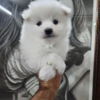 پامر خرسی|سگ|اصفهان, کوی نرگس|دیوار