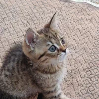 گربه