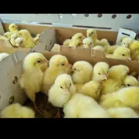 فروش جوجه راس قیمت به روز