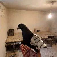 یک جفت سینه مشکی و سینه سرخ|پرنده|طرقبه, |دیوار