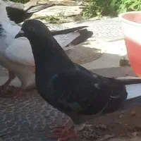 می‌خوام بفروشم جا ندارم