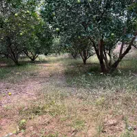 ۲۴۵۰ متر باغ مرکبات مرتب ۱۰۰ متری آسفالت|فروش زمین و ملک کلنگی|کیاکلا, |دیوار