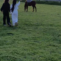 تورگردشگری عالی گیلان گردی