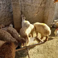 گوسفند زنده مغان افشار با قصاب مجرب شبانه روزی|حیوانات مزرعه|وحیدیه, |دیوار