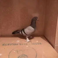 سه تا کبوتر قیمت خوب|پرنده|مرودشت, فرهنگ|دیوار