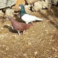 جفت شهری نرو. ماده نر هوای تنگ یک جفت پلاکی هوای|پرنده|جره و بالاده, |دیوار