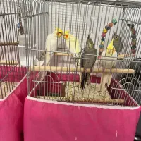 عروس هلندی|پرنده|قم, هنرستان|دیوار