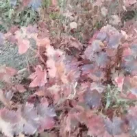 موندراب|گل و گیاه طبیعی|نطنز, |دیوار