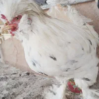 فروش مرغ و خروس