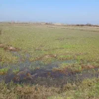 زمین-باغی
