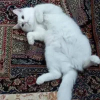 واگذاری گربه|گربه|اصفهان, لاله|دیوار