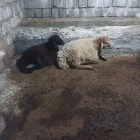 بره نر ساری قولاغ