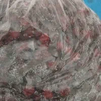 البالو خشک تازه محصول امسال