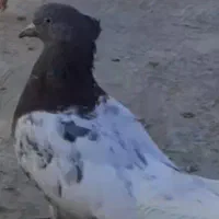 کبوتر گمشده