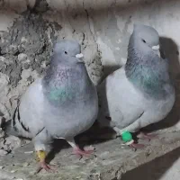 ۲عدد کبوتر سبز دم سفید