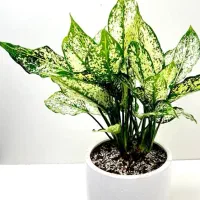 حراج حراج حراج حراج حراج گل