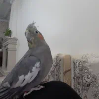 عروس هلندی ماده رام و دستی
