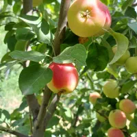 باغ چاردیواری بابرق و چاه شخصی