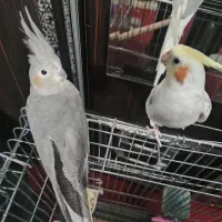 طوطی عروس هلندی