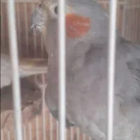 عروس و مرغ عشق|پرنده|بدره, |دیوار