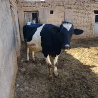 گاو هشت ماه ابستن|حیوانات مزرعه|شال, |دیوار