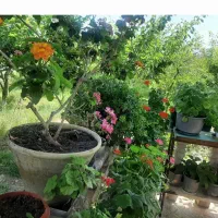 فروش گل طبیعی