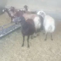 ۱۲عدد گوسفند ابستن