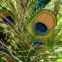 پرطاووس طبیعی