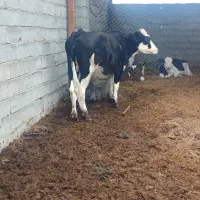 گاو تلیسه هلشتاین و موند