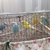 سه عدد مرغ عشق