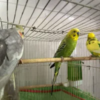 عروس هلندی و مرغ عشق