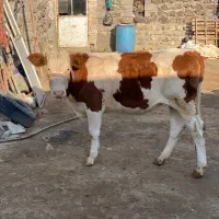 گوساله سیمینتال