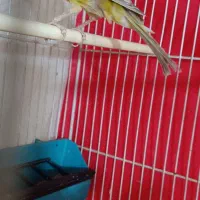 قناری مست خون