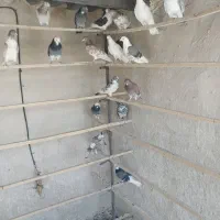 جوجه قلمه .