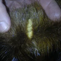 کلاه روسی|لباس|تهران, تسلیحات|دیوار