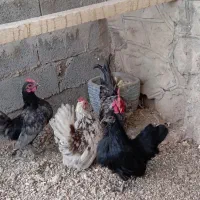 مرغ و خروس مینیاتوری|حیوانات مزرعه|فشم, |دیوار