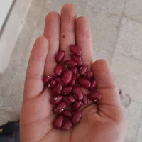 لوبیا قرمز