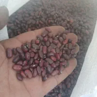 لوبیا قرمز و چیتی و عدس|خوردنی و آشامیدنی|اندیمشک, |دیوار