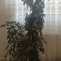 گل پنجه گربه ای