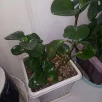 6تا عددگل|گل و گیاه طبیعی|آباده, |دیوار