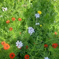 راهنمای دکتر خوب نازایی