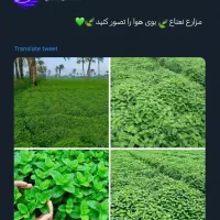شیر آلات
