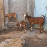 بز جمولی مخصوص داشت