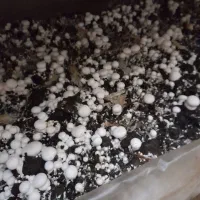 آموزش تولید قارچ خوراکی|خدمات آموزشی|شوشتر, |دیوار