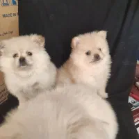 توله پامر|سگ|حاجی آباد, |دیوار